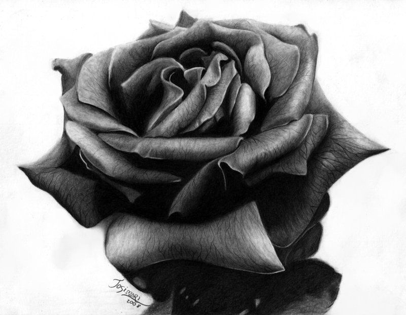 Black Roses Drawing Sketch