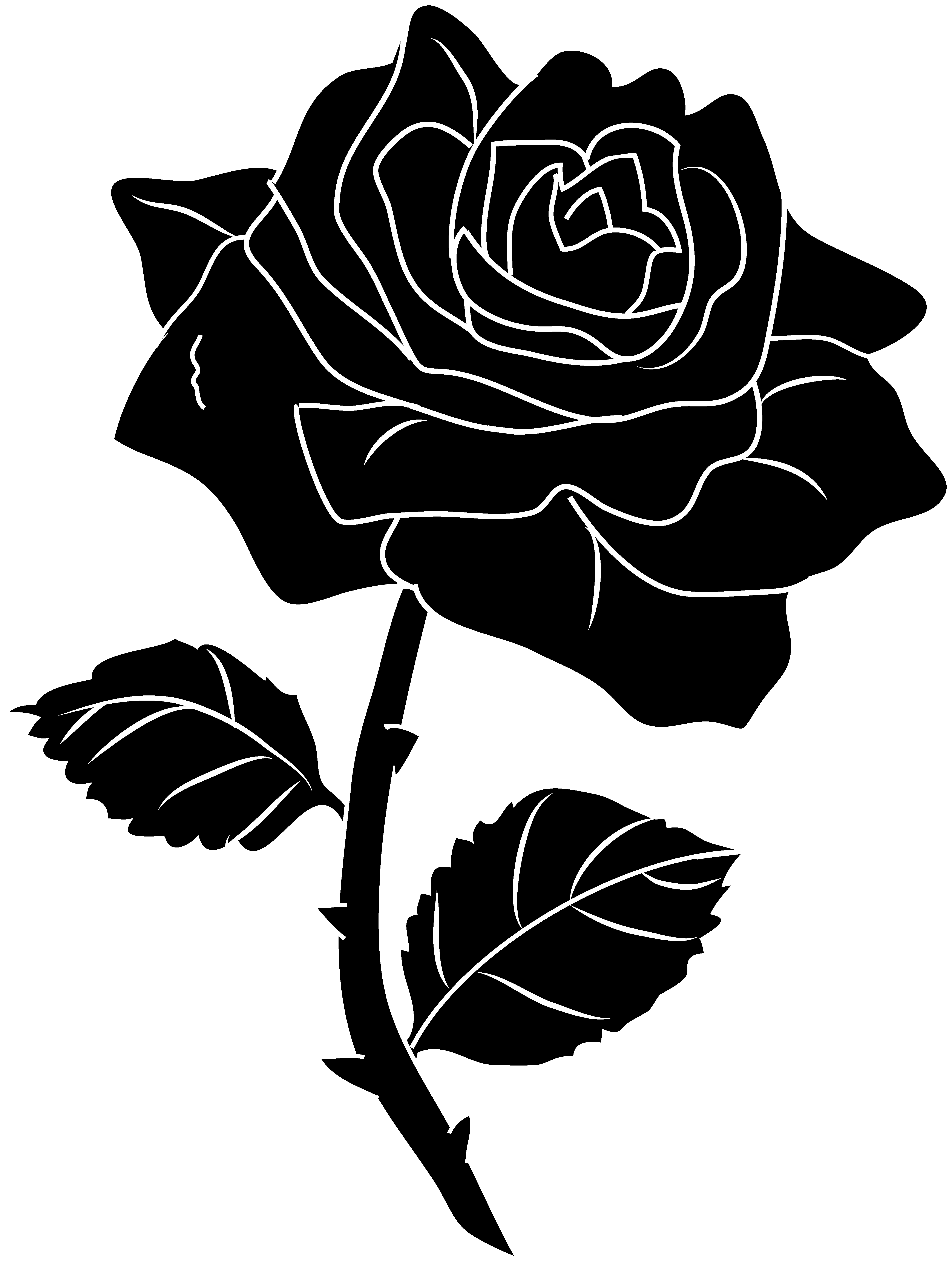 Black Roses Drawing0