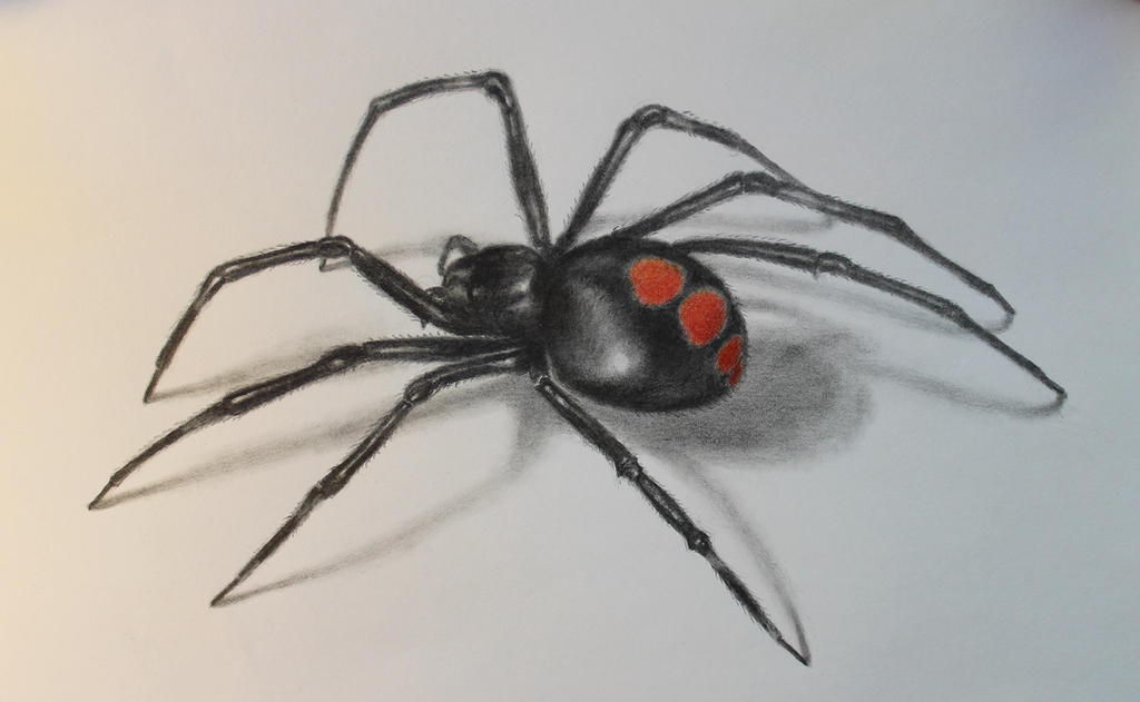 Black Widow Spider Art Drawing