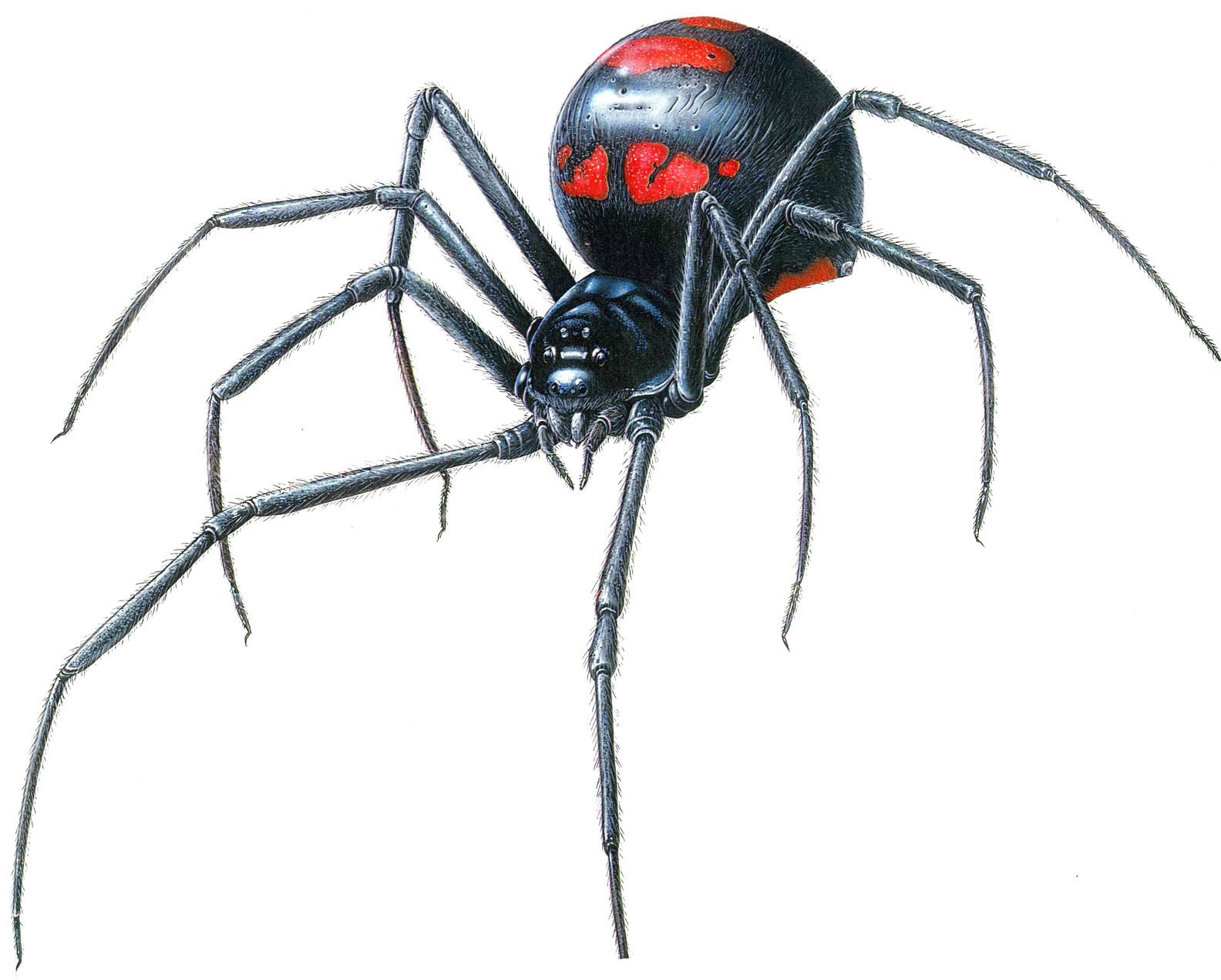 Black Widow Spider Best Drawing