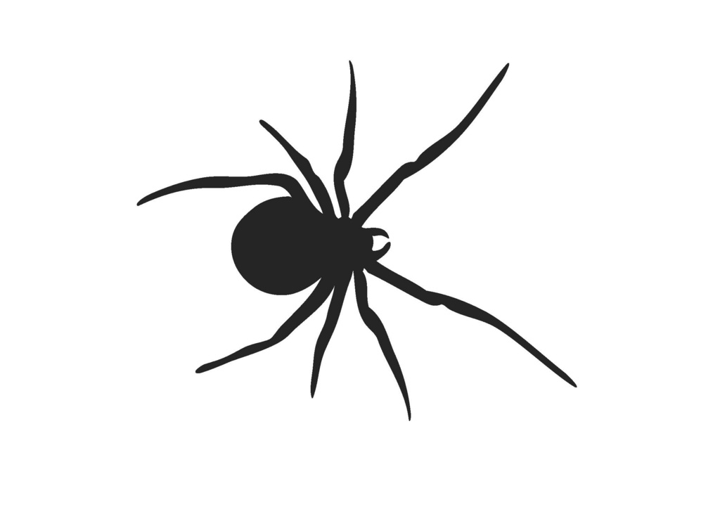 Black Widow Spider Drawing Amazing