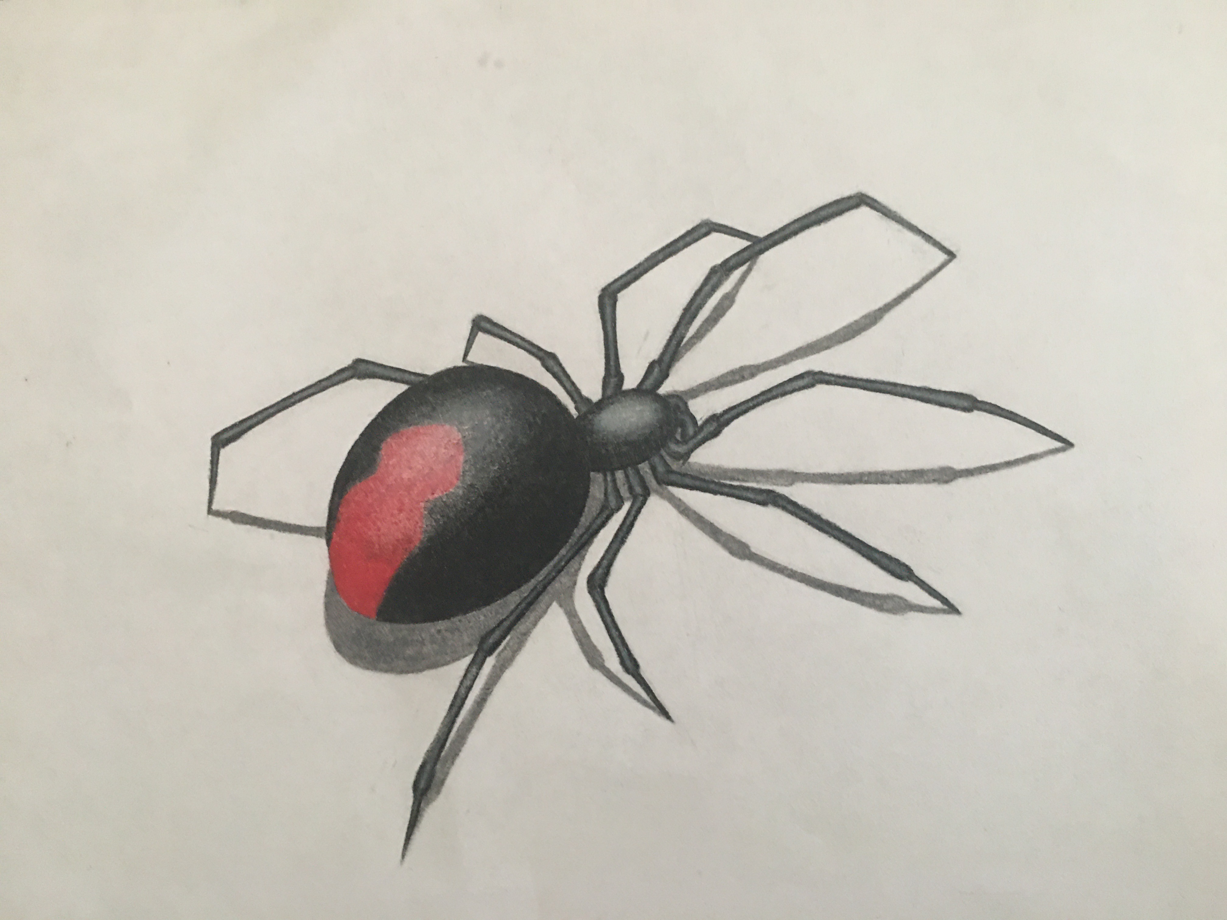Black Widow Spider Drawing Beautiful Image