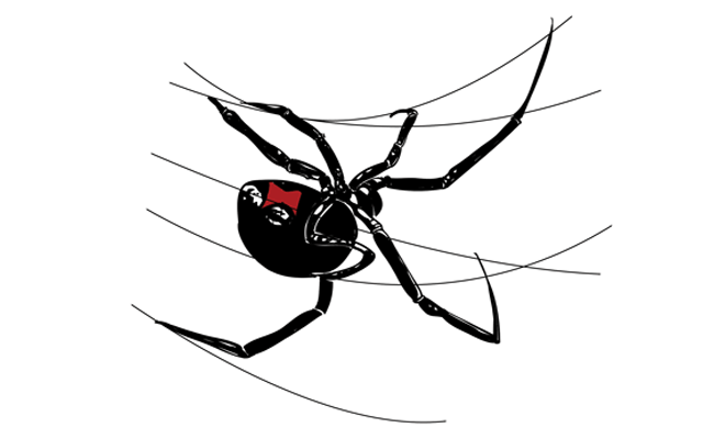 Black Widow Spider Drawing High-Quality