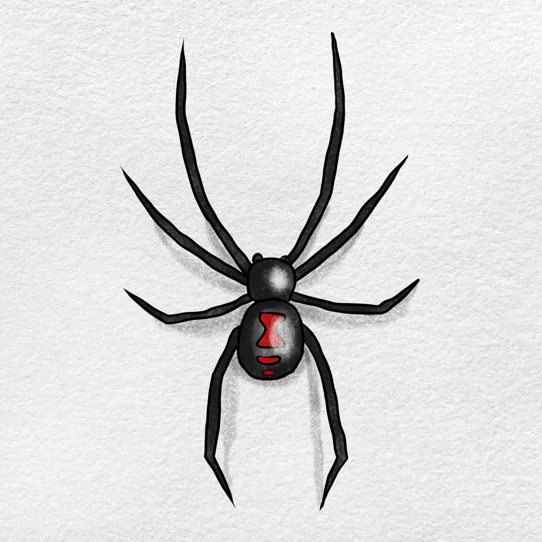 Black Widow Spider Drawing Photo
