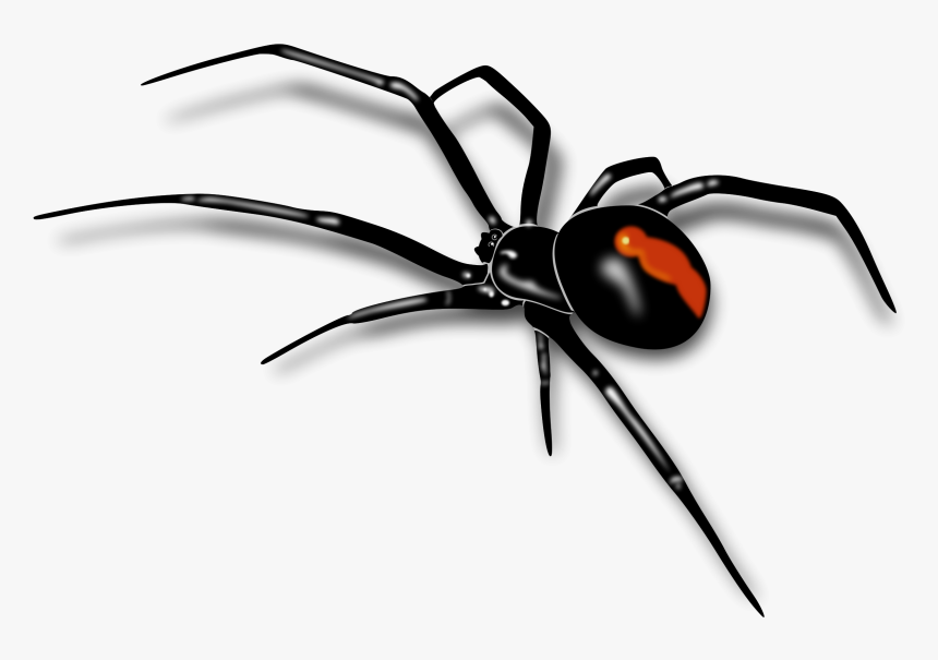Black Widow Spider Drawing Pic