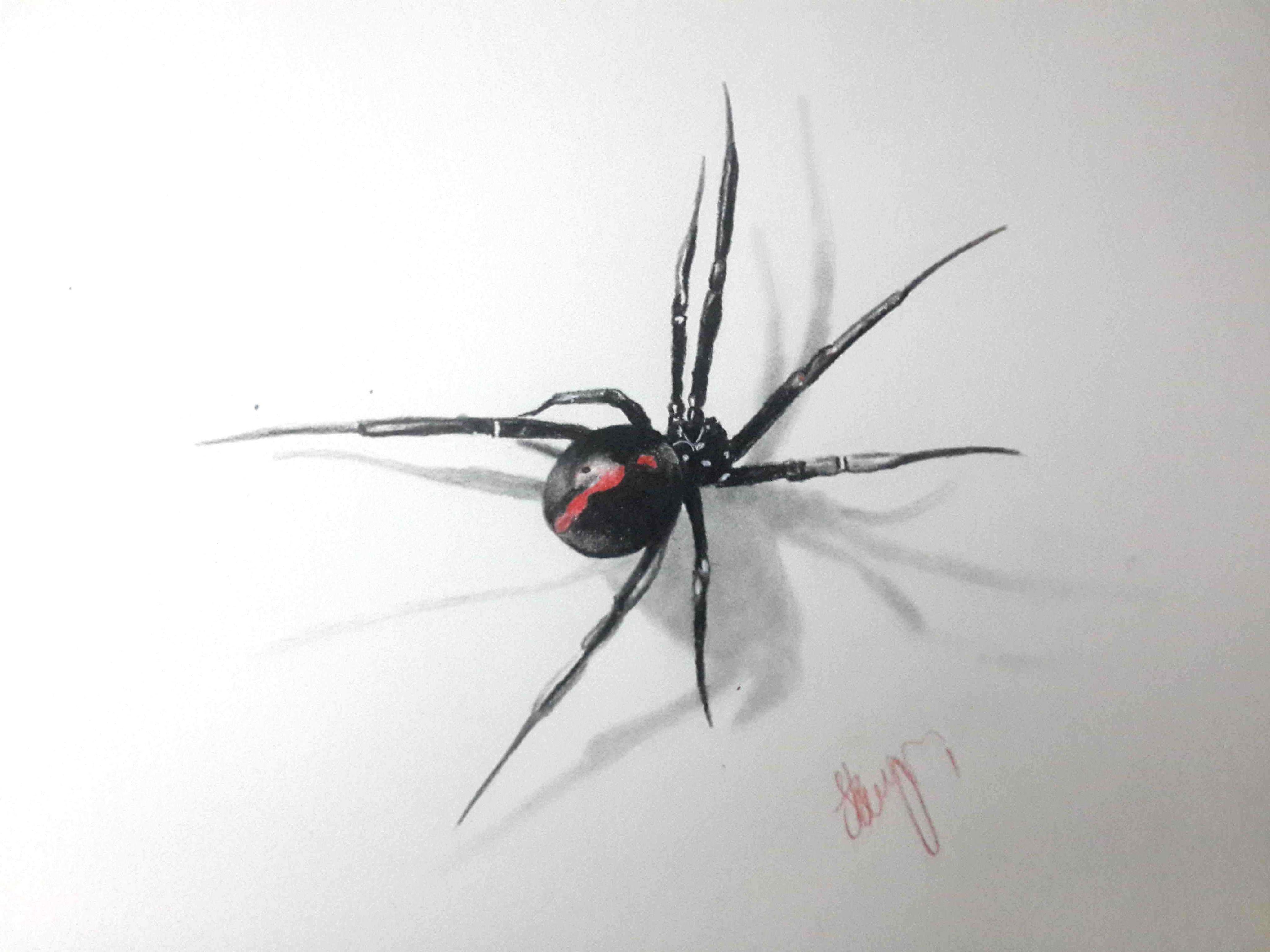 Black Widow Spider Drawing Realistic