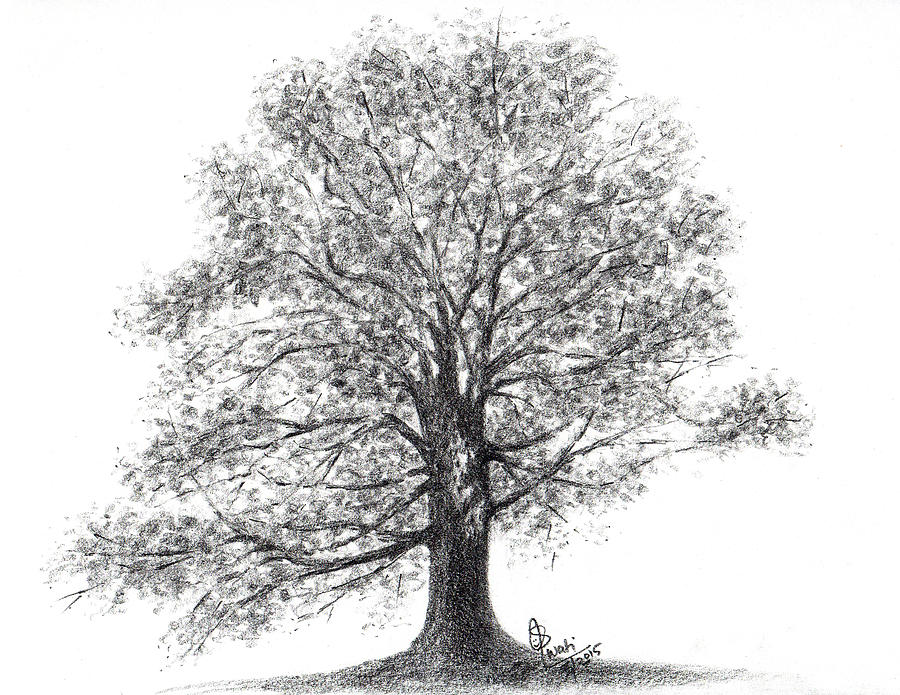Blossom Tree Drawing Image