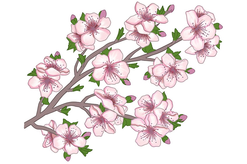 Blossom Tree Drawing Realistic