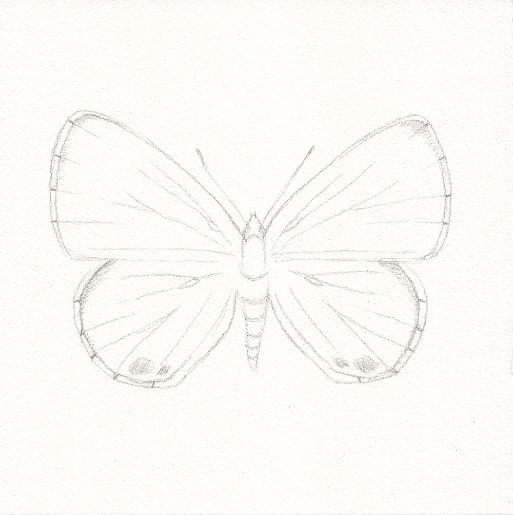 Blue Butterflies Drawing Image