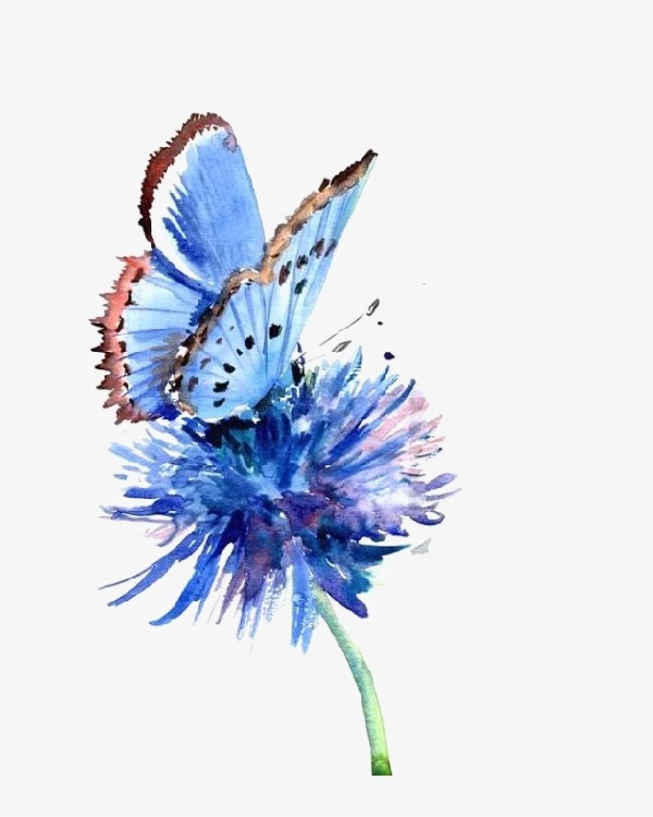 Blue Butterflies Drawing Pics