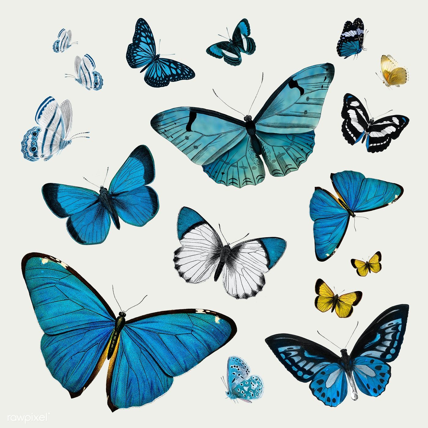 Blue Butterflies Drawing Picture