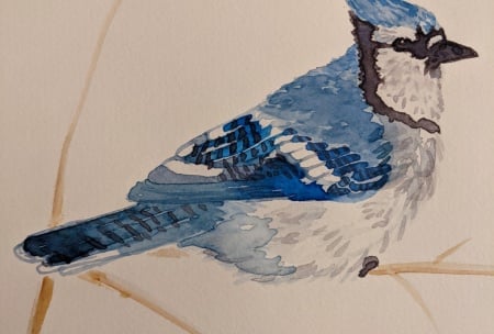 Blue Jay Art Drawing