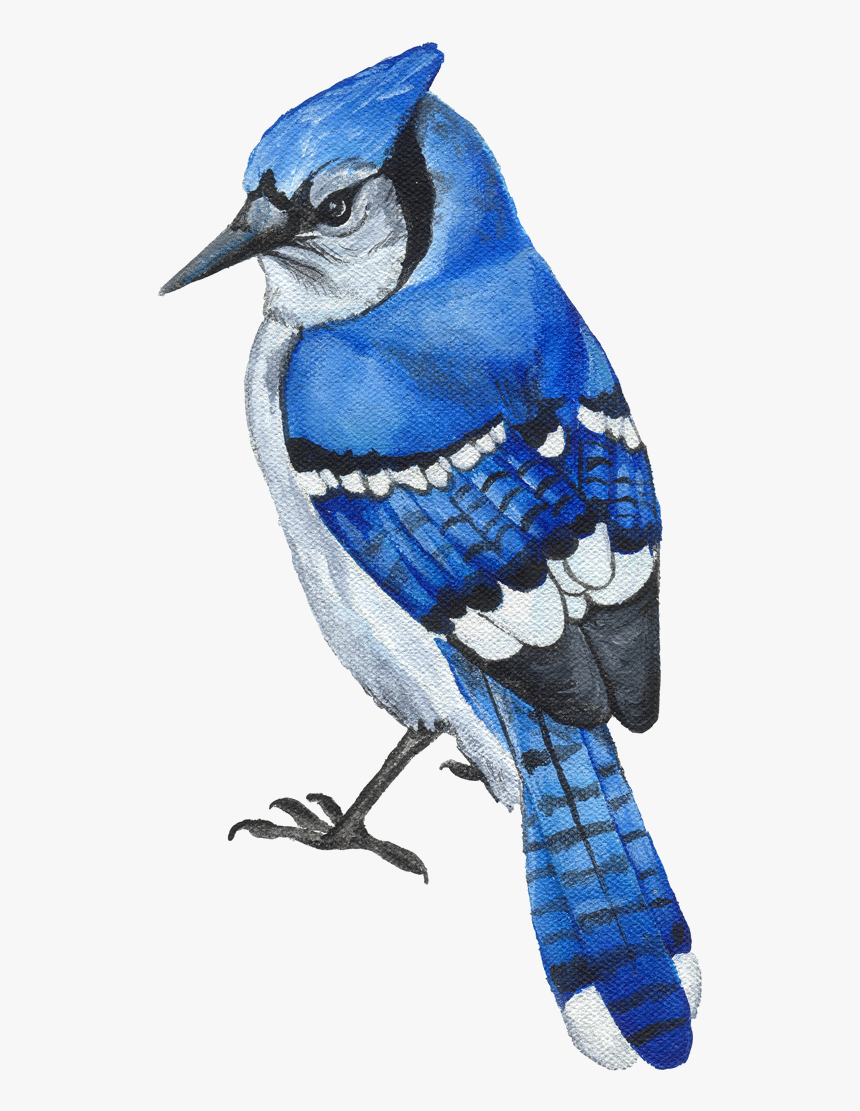 Blue Jay Drawing Amazing