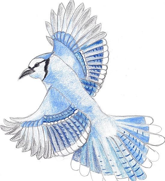 Blue Jay Drawing Beautiful Art