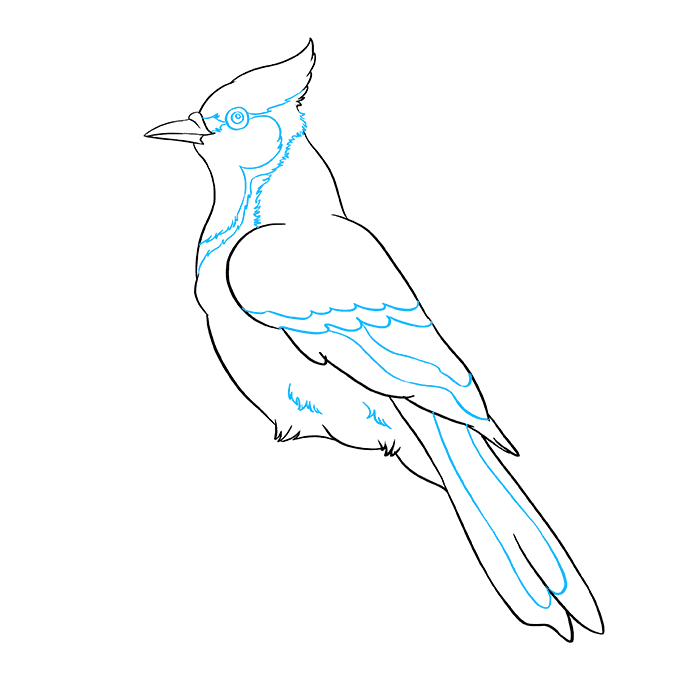Blue Jay Drawing High-Quality