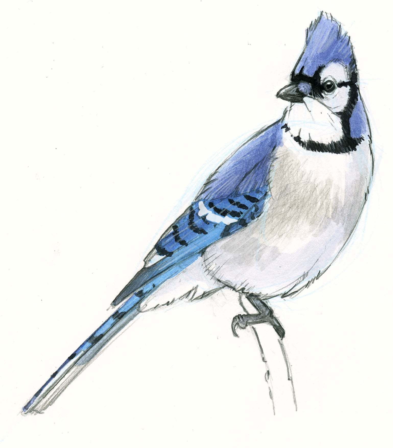 Blue Jay Drawing Image