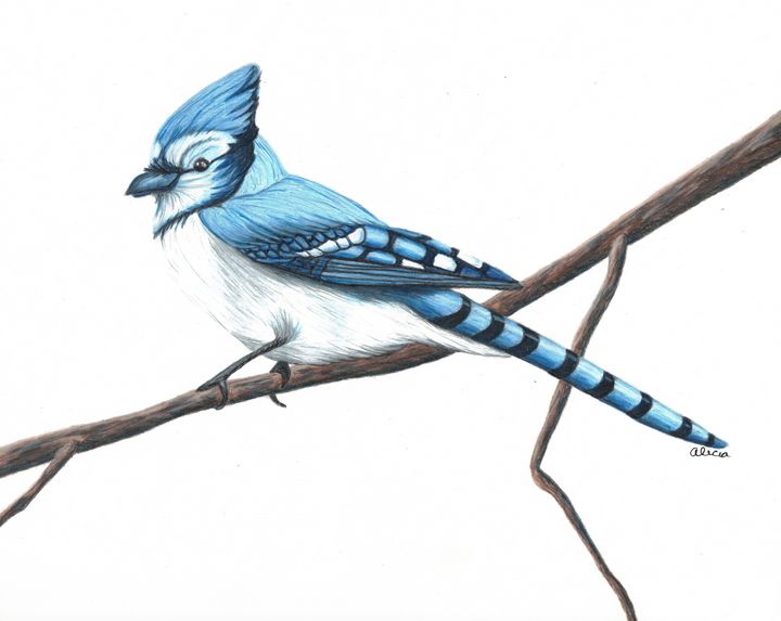 Blue Jay Drawing Images