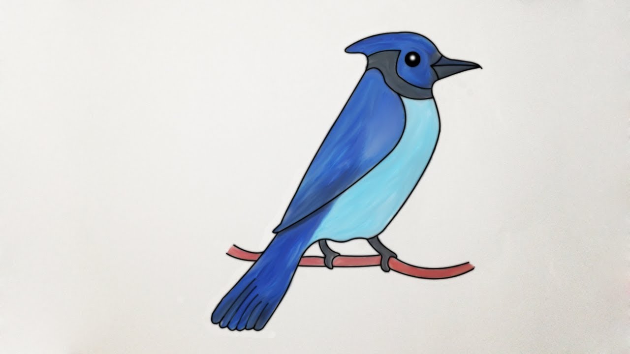 Blue Jay Drawing Photo