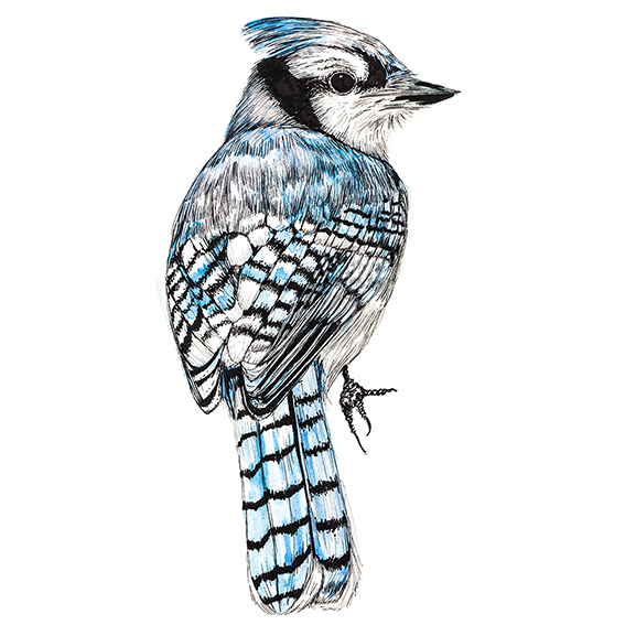 Blue Jay Drawing Pic