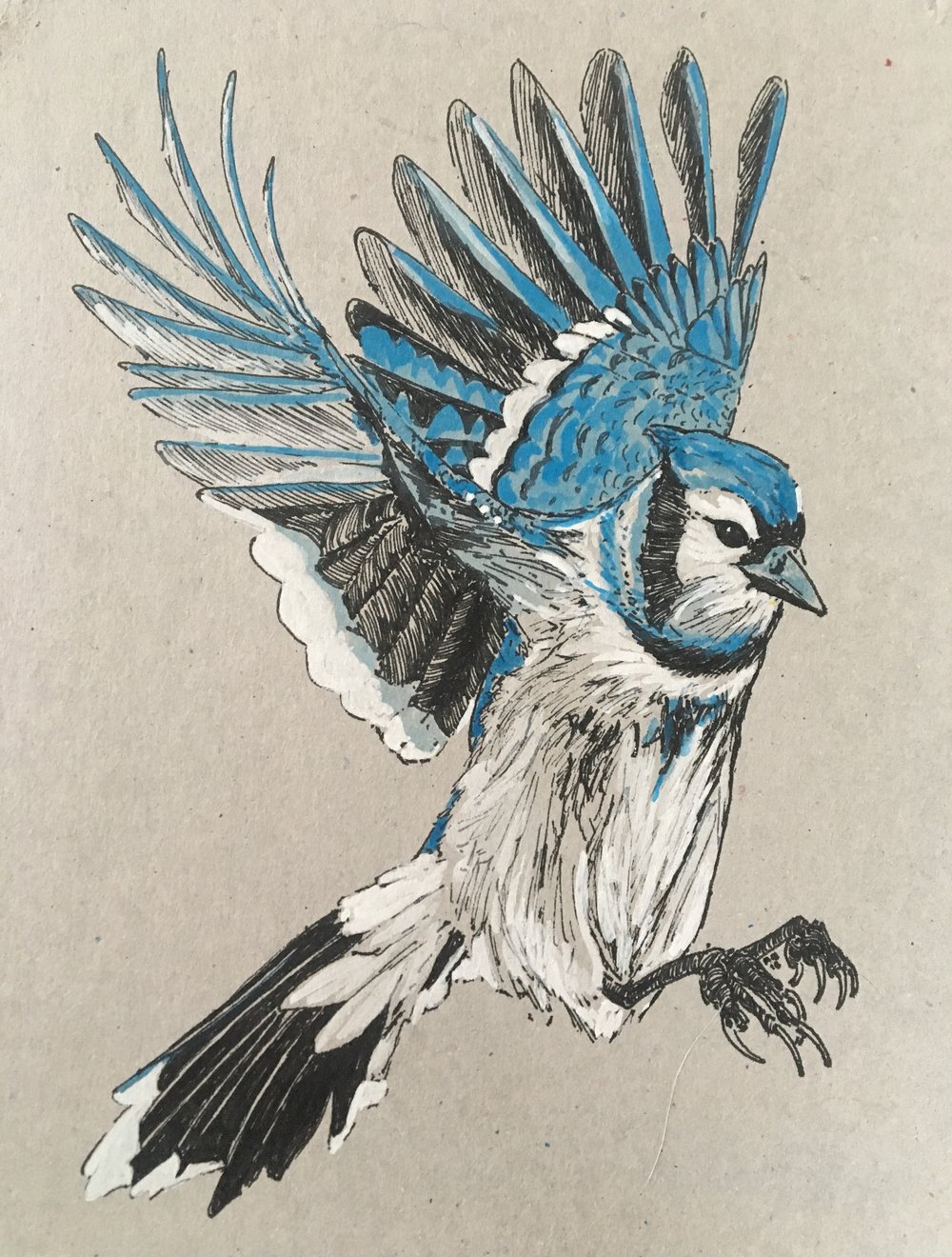 Blue Jay Drawing Picture