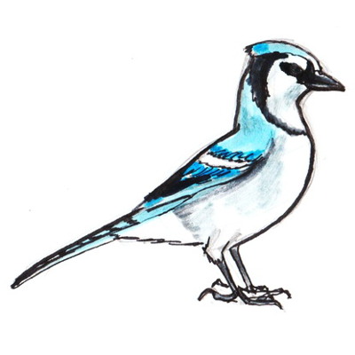 Blue Jay Drawing Pictures