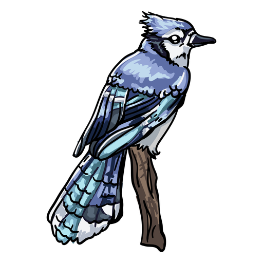 Blue Jay Drawing Realistic