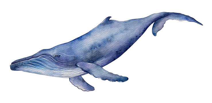 Blue Whale Drawing Art