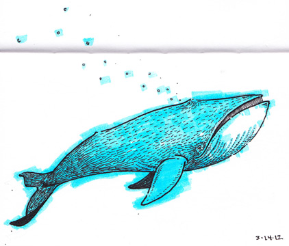 Blue Whale Drawing Photo
