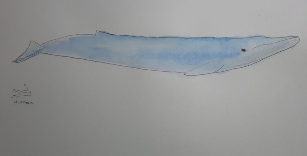 Blue Whale Drawing Pics