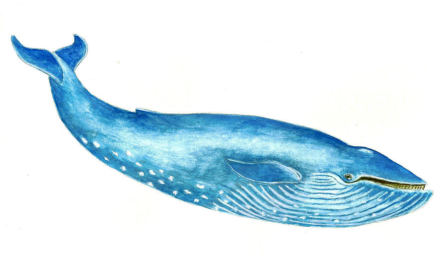 Blue Whale Drawing Picture