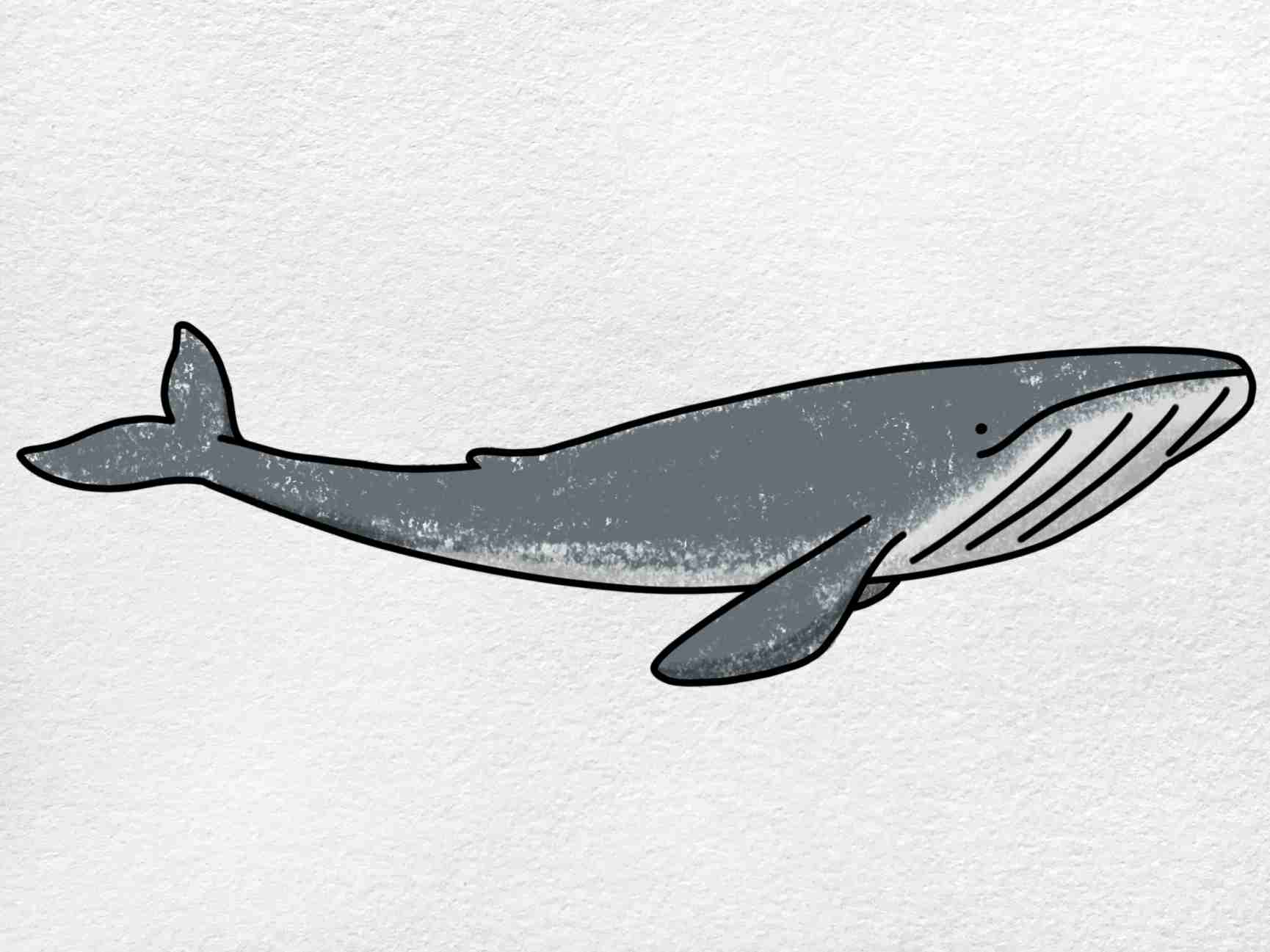 Blue Whale Drawing Realistic