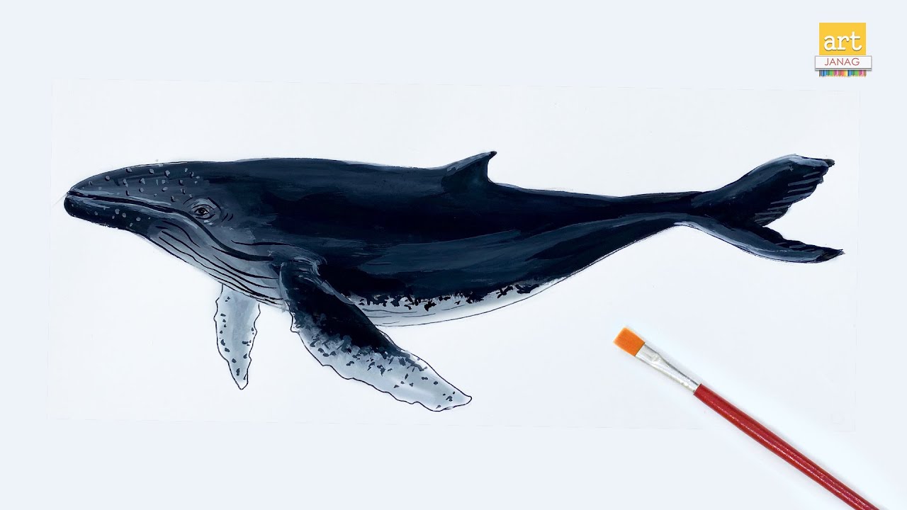 Blue Whale Drawing Sketch