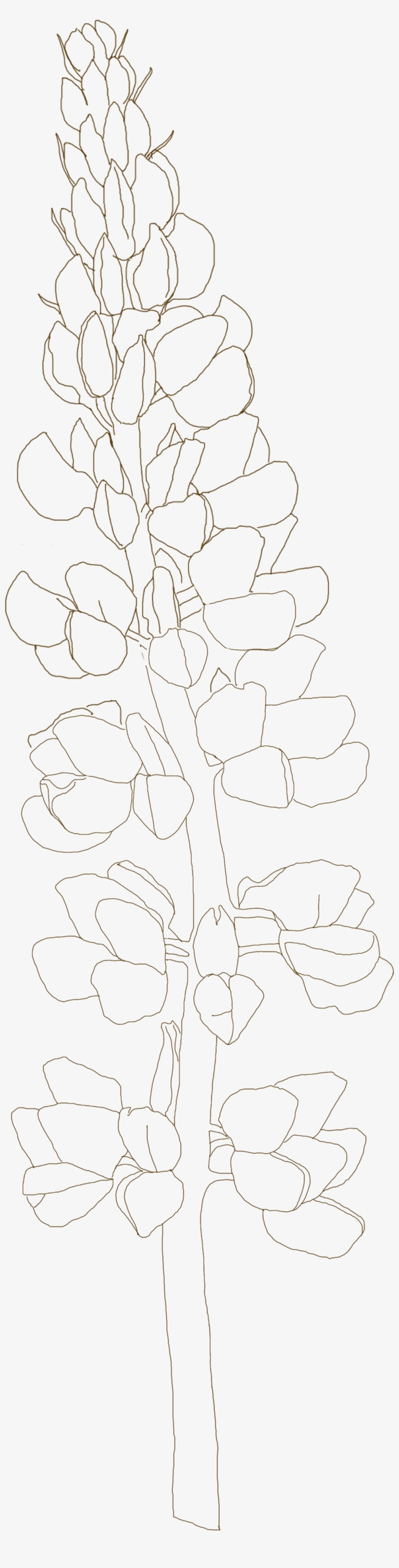 Bluebonnets Drawing Picture
