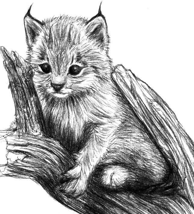 Bobcat Best Drawing