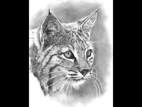 Bobcat Drawing Amazing