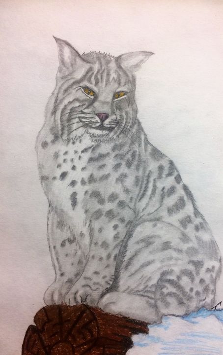 Bobcat Drawing Art