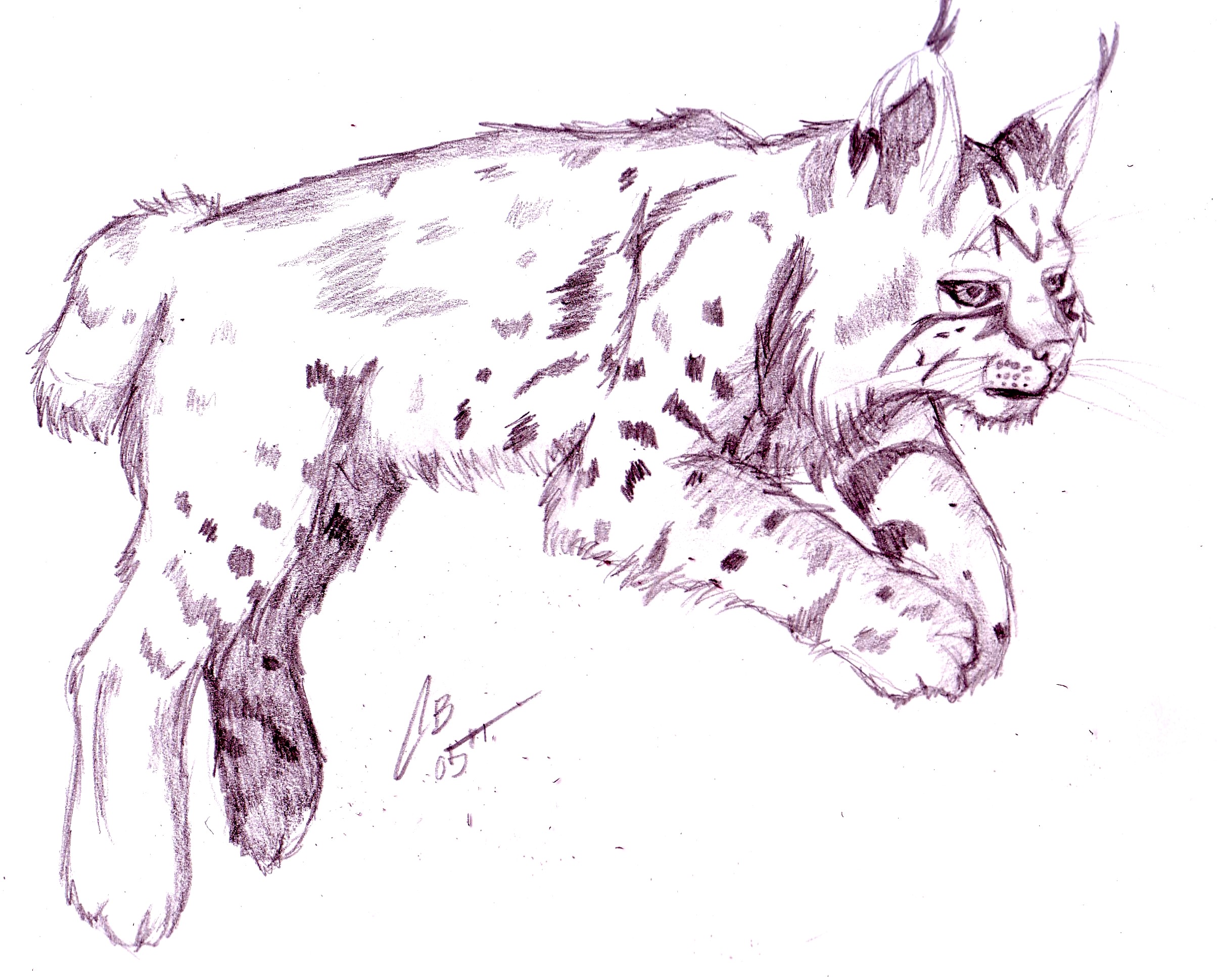 Bobcat Drawing Beautiful Art