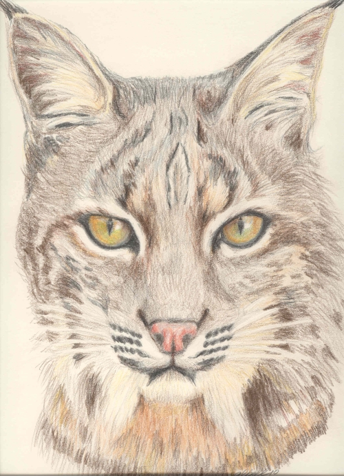 Bobcat Drawing Beautiful Image