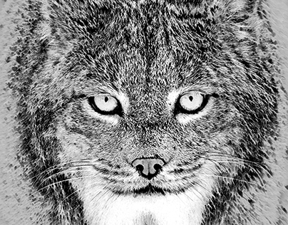 Bobcat Drawing High-Quality