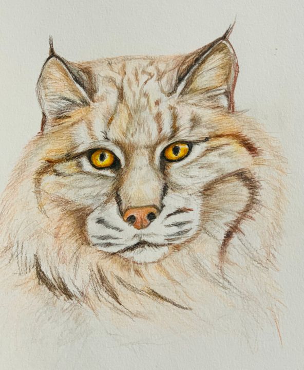 Bobcat Drawing Image