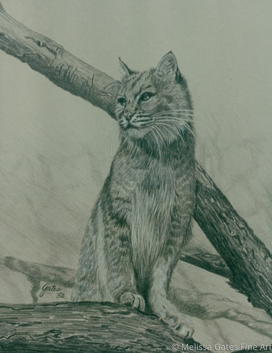 Bobcat Drawing Images