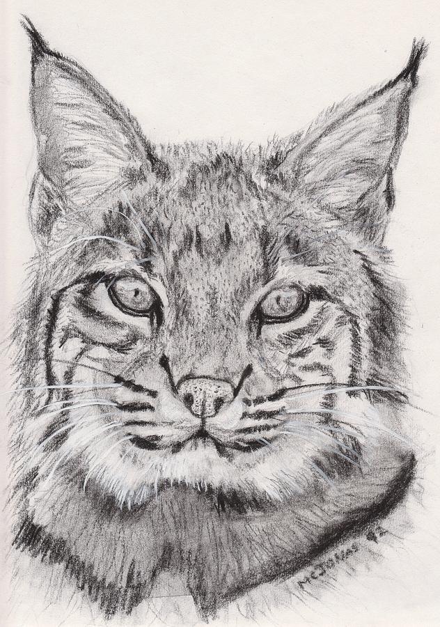 Bobcat Drawing Pic