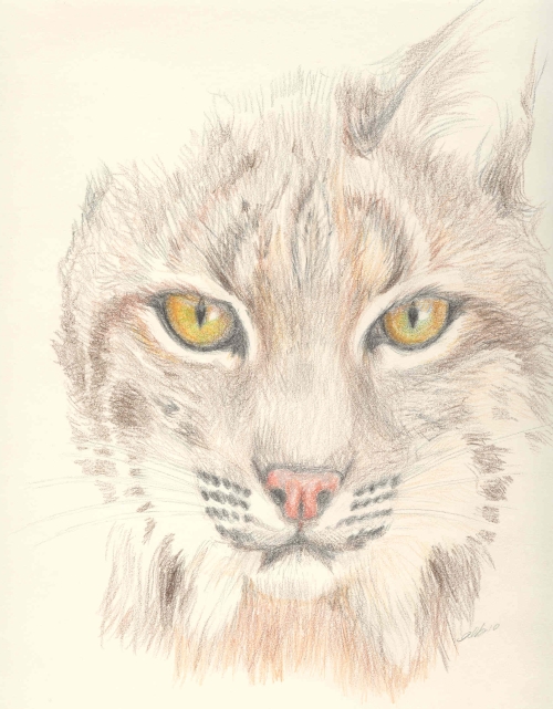 Bobcat Drawing Picture