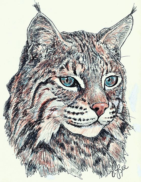 Bobcat Drawing Pictures