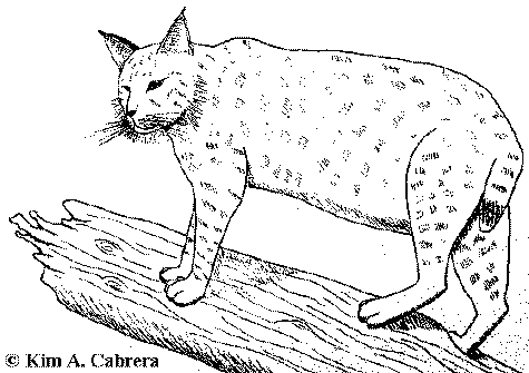Bobcat Drawing Sketch