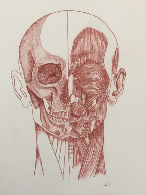 Body Anatomy Art Drawing