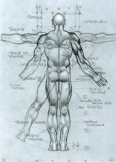 Body Anatomy Drawing Amazing