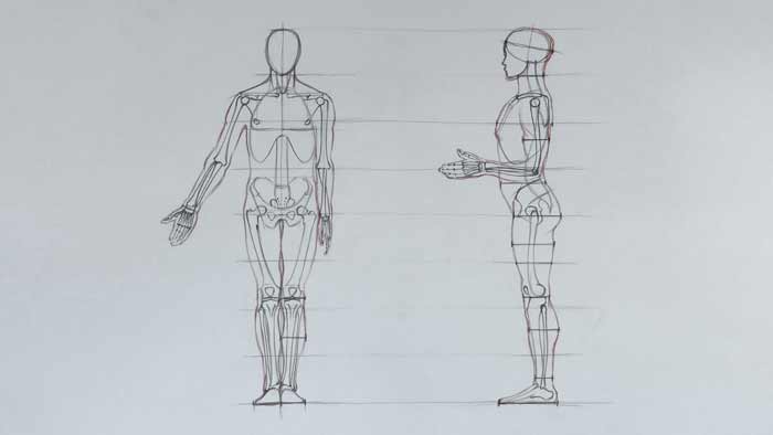 Body Anatomy Drawing Photo