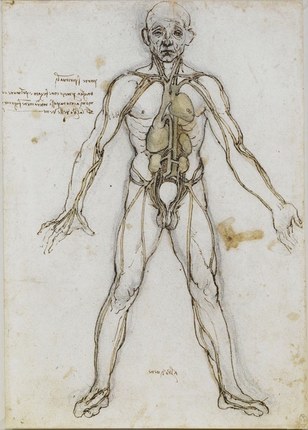 Body Anatomy Drawing Pic