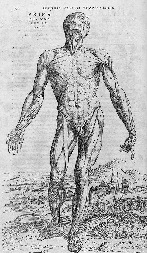 Body Anatomy Drawing Pics